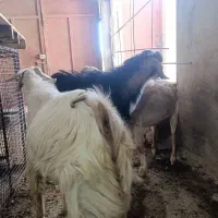 سه عدد بز با دوتا کهره نر|حیوانات مزرعه|خورموج, |دیوار