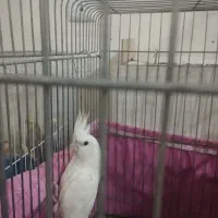 مرغ عروس|پرنده|کاشان, شهرک انقلاب|دیوار