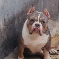 بول امریکن|سگ|بومهن, |دیوار