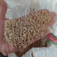 شالی بذری ندا