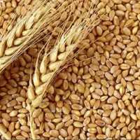 ده تن گندم درجه یک ممتاز