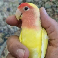 کوتوله برزیلی دستی|پرنده|صدرا-فارس, فاز ۱|دیوار