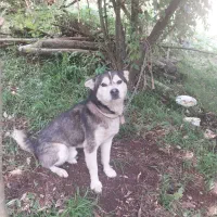 سگ گم شده|حیوانات|لیسار, |دیوار