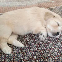 سگ شیتزو ترییر