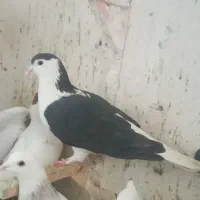 چنتا پرشتی|پرنده|خرمآباد, |دیوار