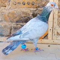 کفتر کبوتر 9عدد سار کفتر بوم مفت