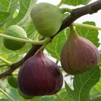 همه نهال فقط 70 تومن