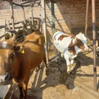 گاو با گوساله|حیوانات مزرعه|گرگان, |دیوار