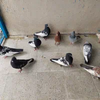 کفترهای بهبهونی