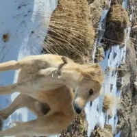 سلام یک تازی شکاری کردستان