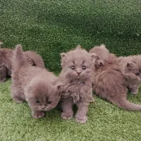 گربه نروماده اسکاتیش اهلی وباهوش