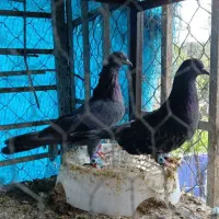 کبوتر پرشی ساعت بالا|پرنده|نوشهر, |دیوار