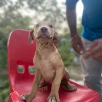 توله پیتبول ماده ۵ ماهه