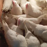 جوجه|حیوانات مزرعه|آق قلا, |دیوار