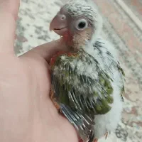 جوجه گرنچیگ سرلاکی آناناسی|پرنده|سبزوار, خسروجرد|دیوار