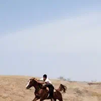 حمیدیه|اسب و تجهیزات اسبسواری|حمیدیه, |دیوار