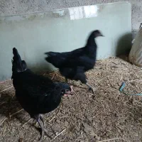 مرغ استرالوپ محلی و بلک استار|حیوانات مزرعه|کرج, شهرک پردیسان|دیوار