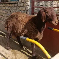 قوچ همو