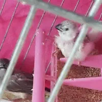 فنچ با جوجه|پرنده|اصفهان, بوستان ناژوان|دیوار