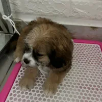 شیتزو تریر|سگ|صباشهر, |دیوار