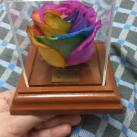 رز جاودان هفت رنگ مناسب هدیه|گل مصنوعی|تهران, شهرک فرهنگیان|دیوار