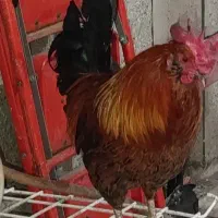 فروش خروس زیر قیمت