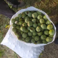 گردو