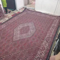 فرش بسیار زیبا وخوش نقش|فرش|ایجرود, |دیوار