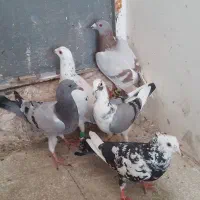 کفتر‌پرشی