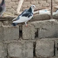 کبوتر فروشی