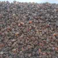 کشمش بیگانه افتابی
