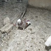 سفید کاکل گمشده