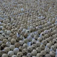 تخم خوراکی بلدرچین