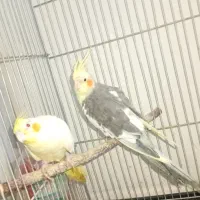 عروس هلندی|پرنده|قرچک, شهرک طلائیه|دیوار