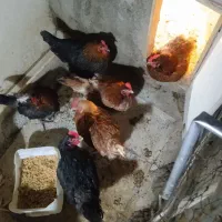 تخم مرغ نطفه دار خانگی