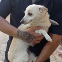 روباحی 2/5ساله جفت خورده باپامرین خرسی|سگ|زنجان, |دیوار