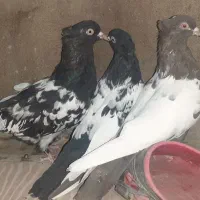 کبوتر|پرنده|شیراز, شهرک مدرس|دیوار