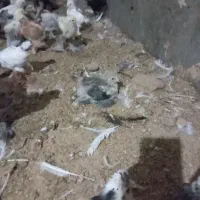 جوجه برهما امپراطور|حیوانات مزرعه|مشگین شهر, |دیوار