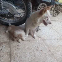 یک طوله سگ پامرروباهی سایز سفر خیلی بازیگوش|سگ|زابل, |دیوار