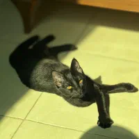 واگزاری گربه