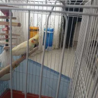 عروس هلندی نر باقفس|پرنده|اشتهارد, |دیوار