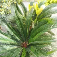 سیکاس ۴ ساله