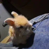 خرگوش لوپ یک ماهه