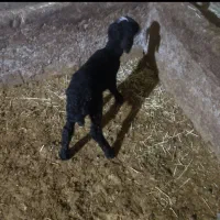 یک عددبره ماده