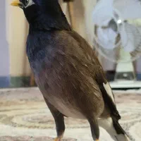 مرغ مینا سخنگو