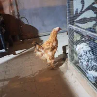 مرغ محلی ریشو وپاپر تخم گذار|حیوانات مزرعه|اردبیل, |دیوار