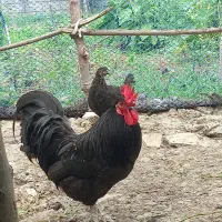 خروس استرالوپ|حیوانات مزرعه|املش, |دیوار