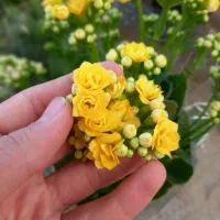 کالانکوا زیبا،خاص،مقوام فقط ۱۵۰ تومن در گلوریا|گل و گیاه طبیعی|قم, پردیسان|دیوار