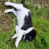 واگذاری توله سگ|سگ|لاهیجان, یوسف آباد|دیوار