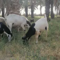بز و میش|حیوانات مزرعه|بوشهر, |دیوار